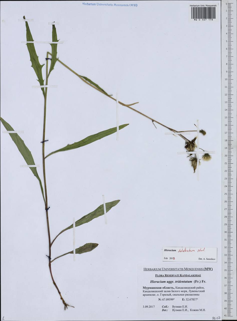 Ястребинка долотовидная (Norrl.) Norrl., Восточная Европа, Северный район (E1) (Россия)