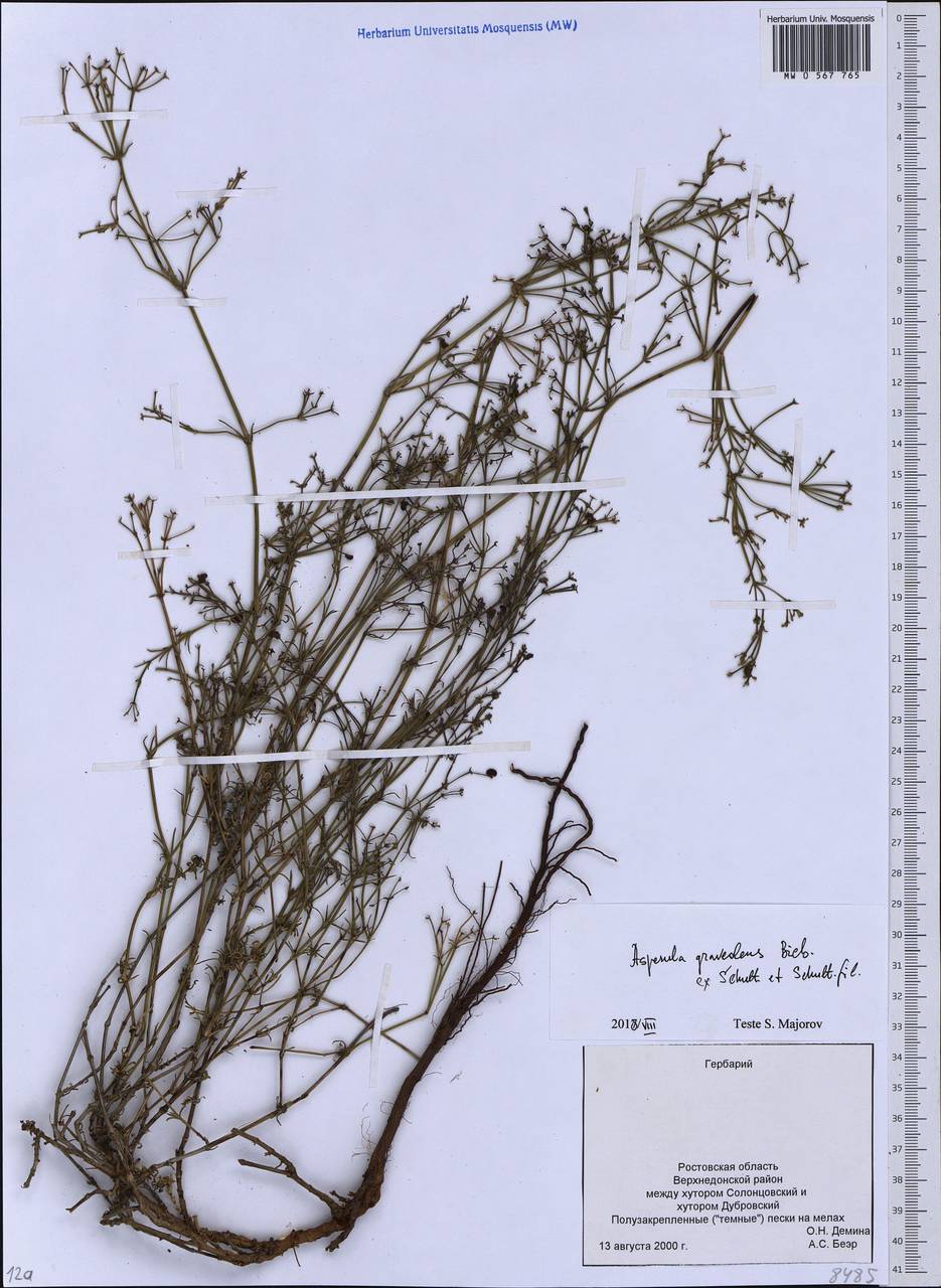 Cynanchica graveolens subsp. graveolens, Восточная Европа, Ростовская область (E12a) (Россия)