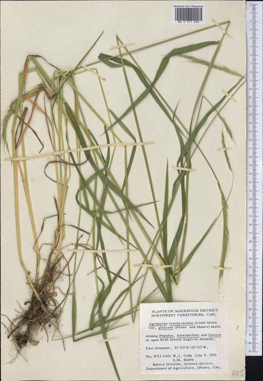 Agropyron trachycaulum