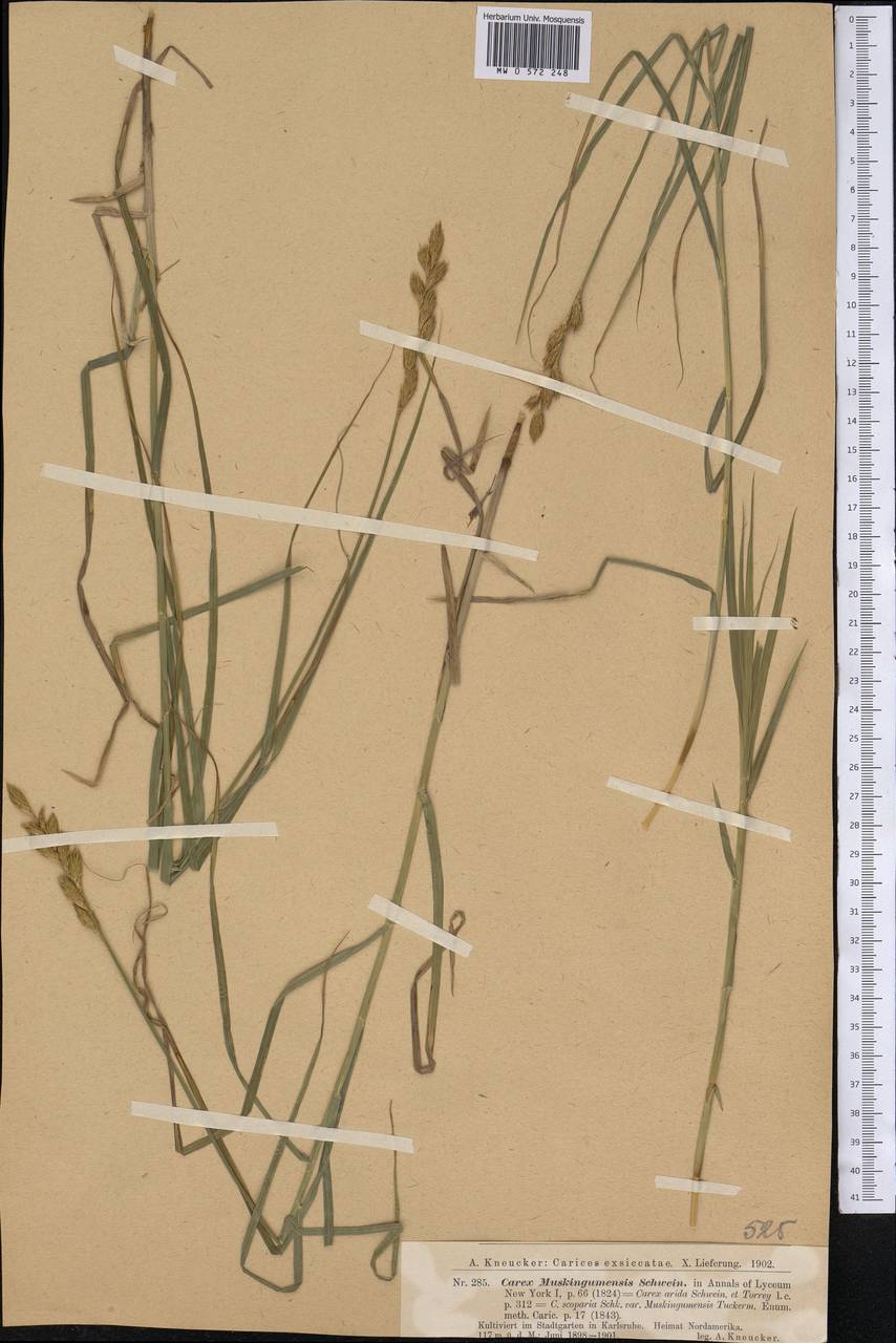 Carex muskingumensis Schwein., Америка (AMER) (Германия)