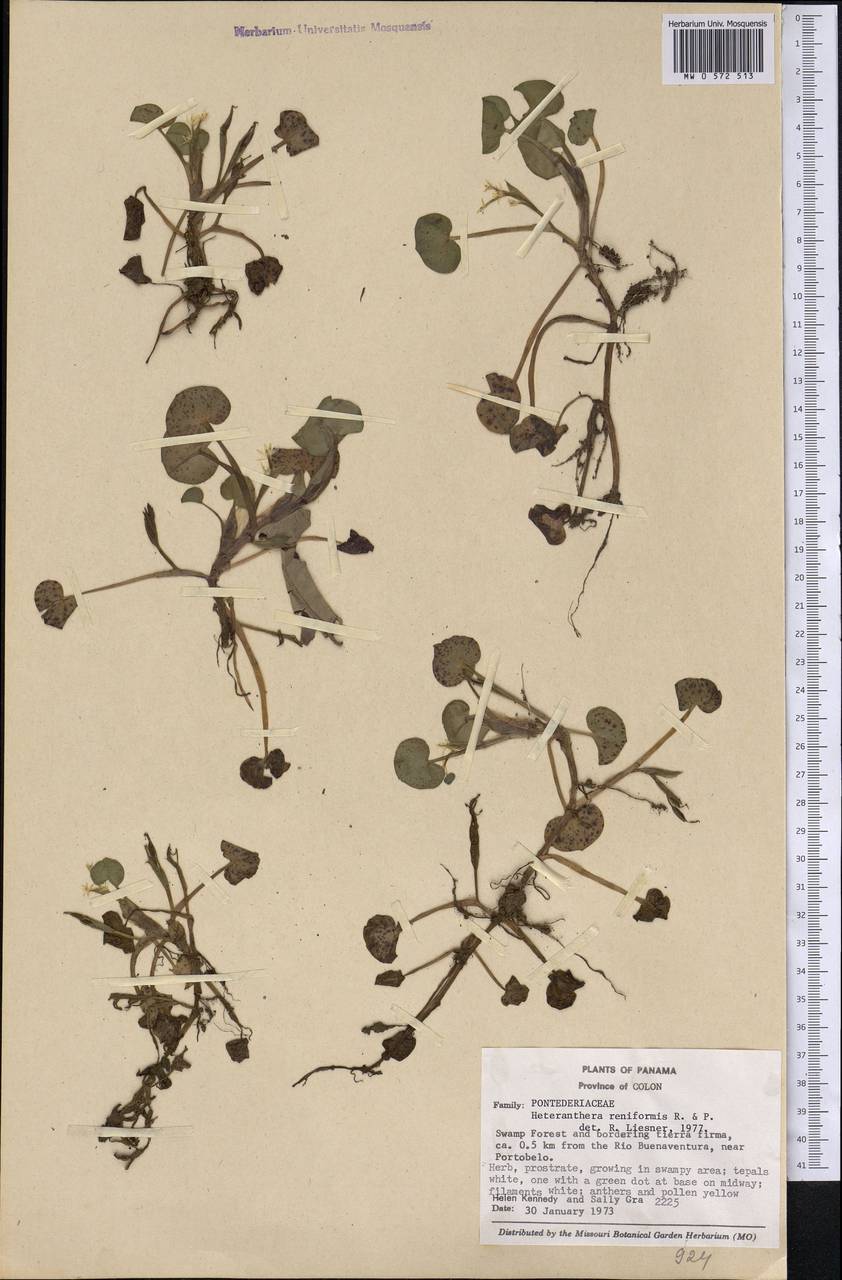 Heteranthera reniformis Ruiz & Pav., Америка (AMER) (Панама)