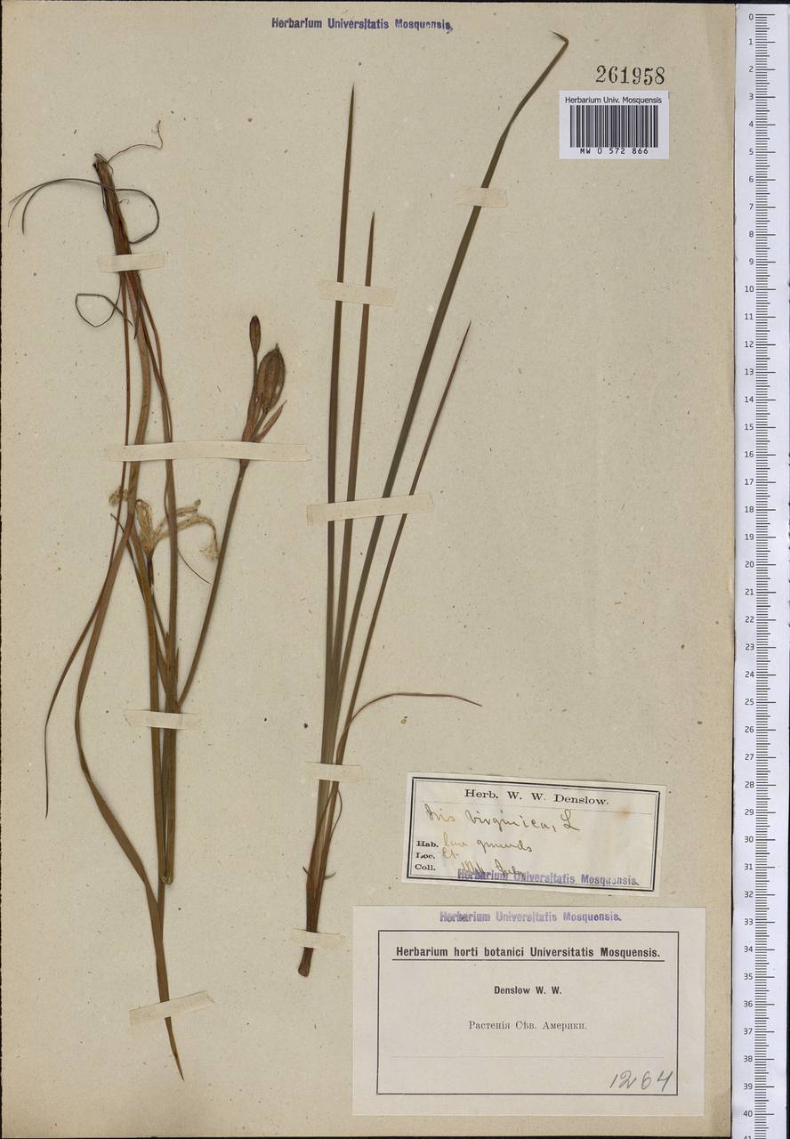 Iris virginica L., Америка (AMER) (США)
