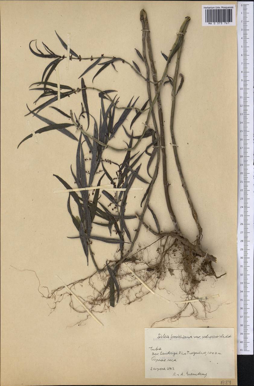 Pilea forsythiana var. robustior Wedd., Америка (AMER) (Куба)