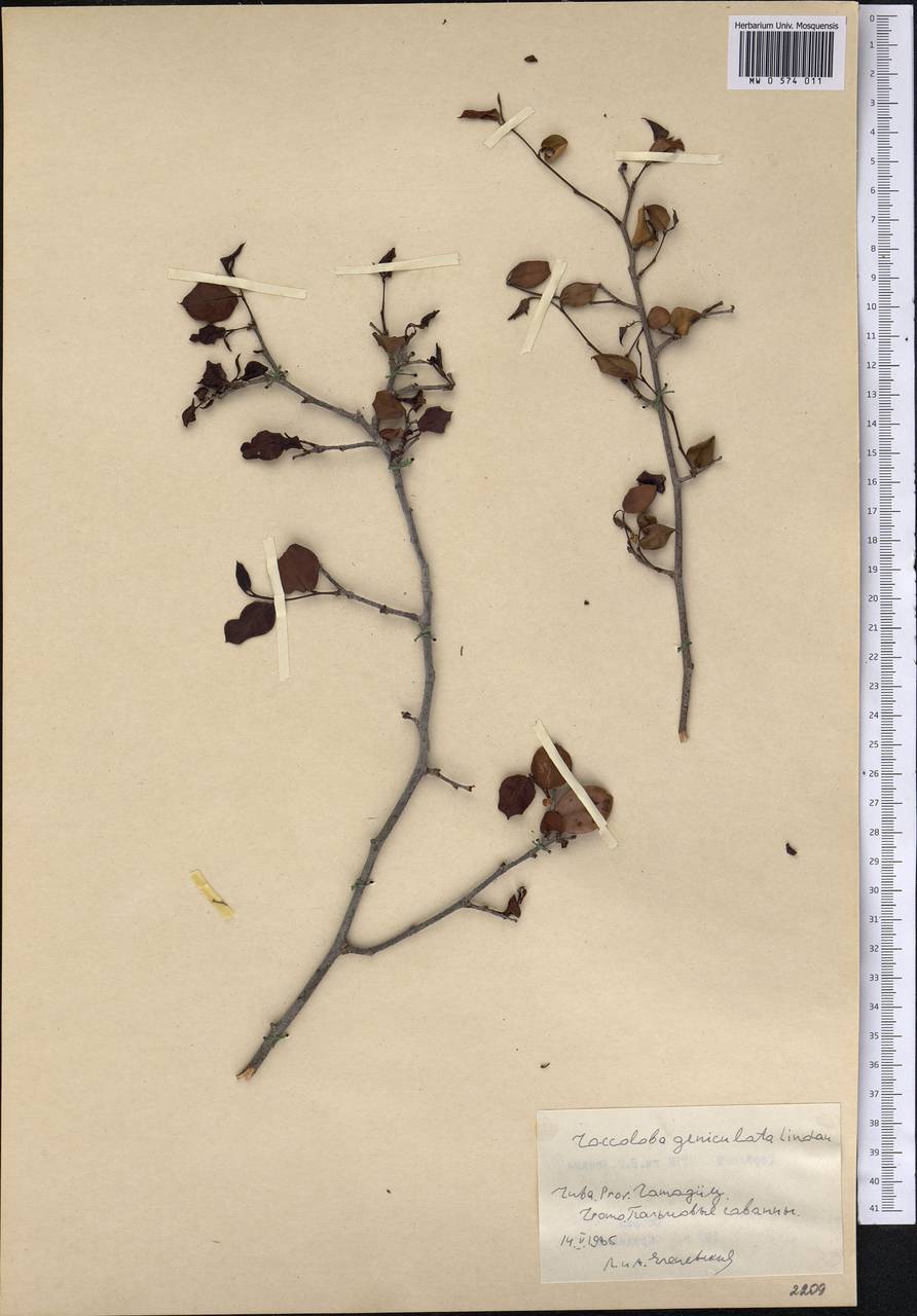 Coccoloba geniculata Lindau, Америка (AMER) (Куба)