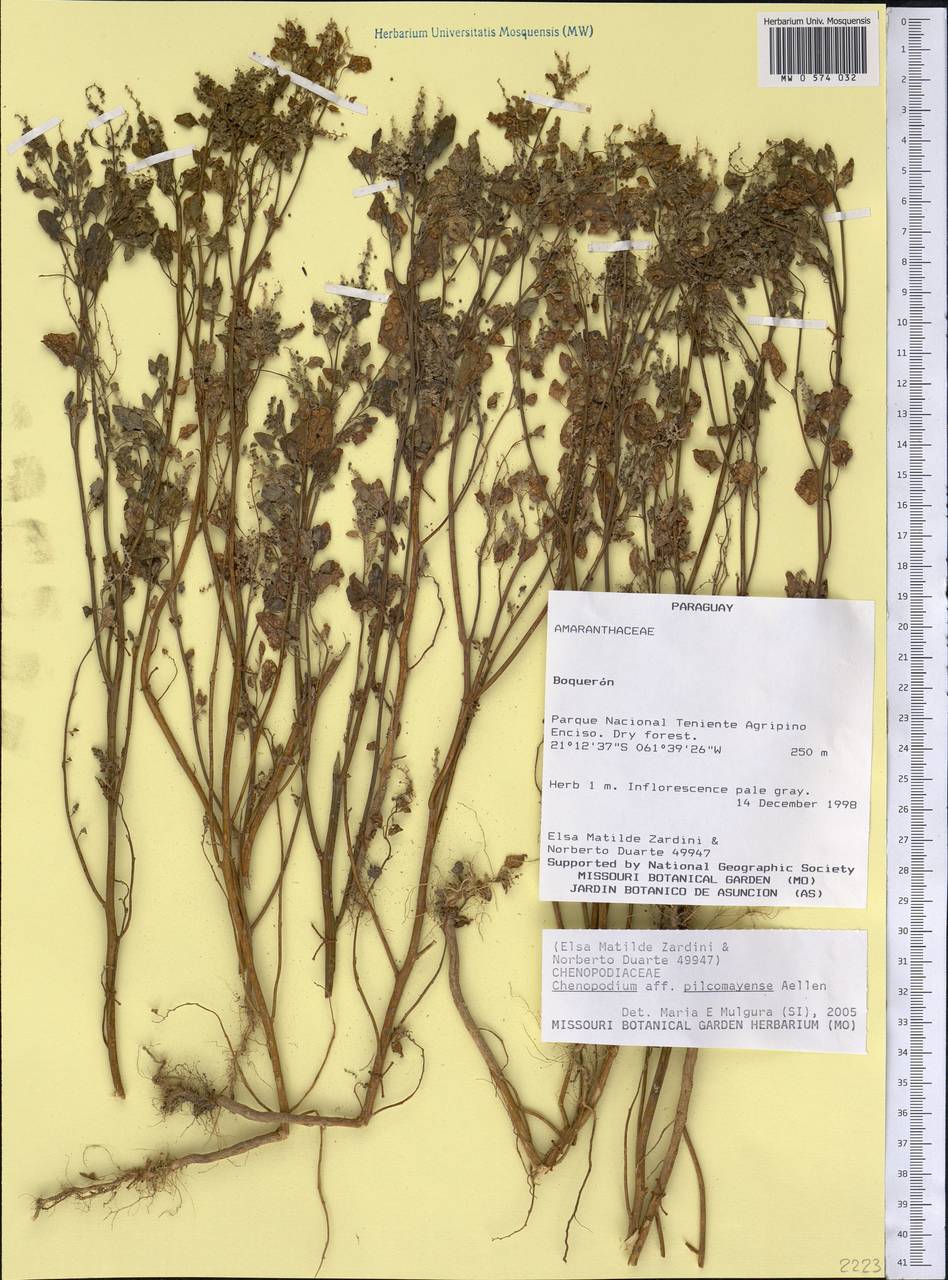 Chenopodium pilcomayense Aellen, Америка (AMER) (Парагвай)
