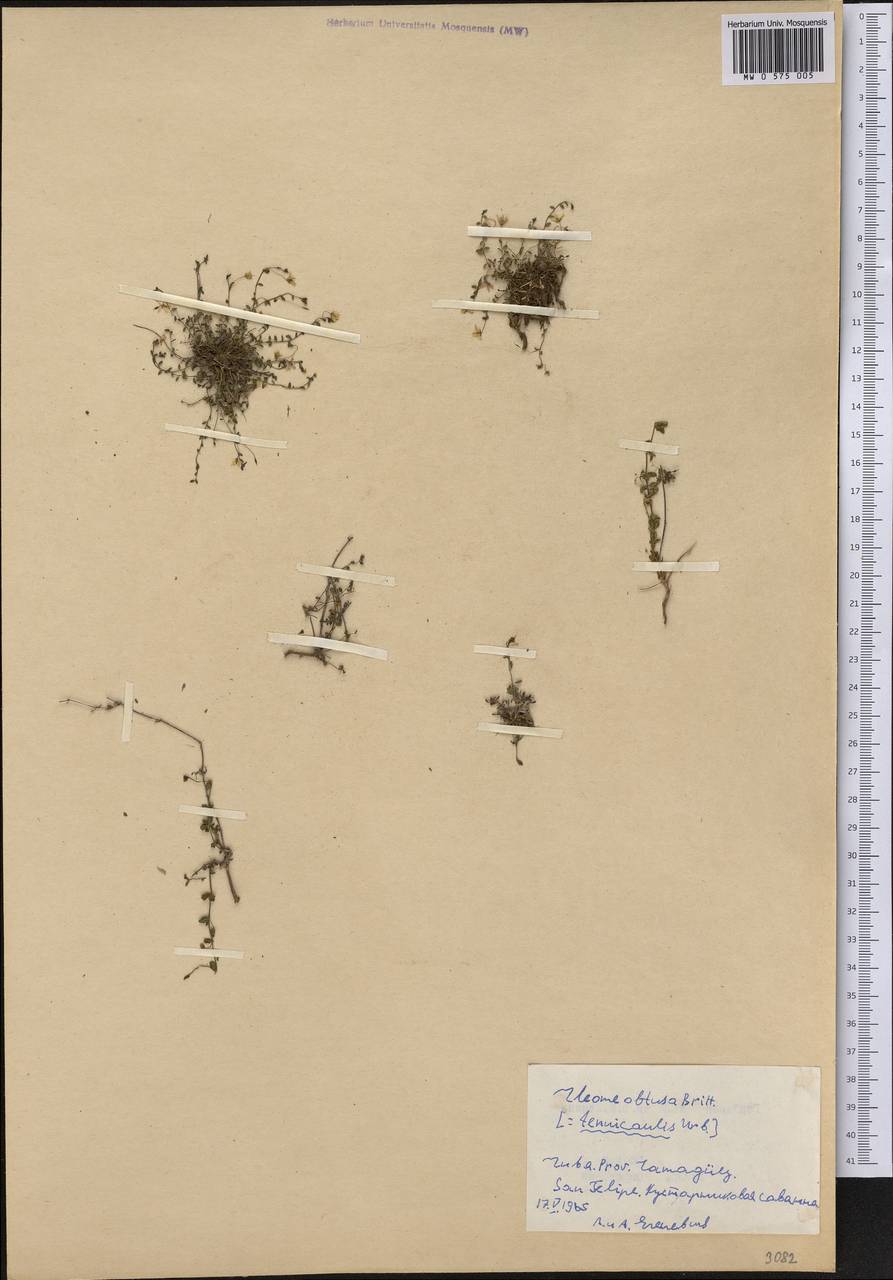 Physostemon procumbens subsp. obtusa (Britton) Roalson & Soares Neto, Америка (AMER) (Куба)