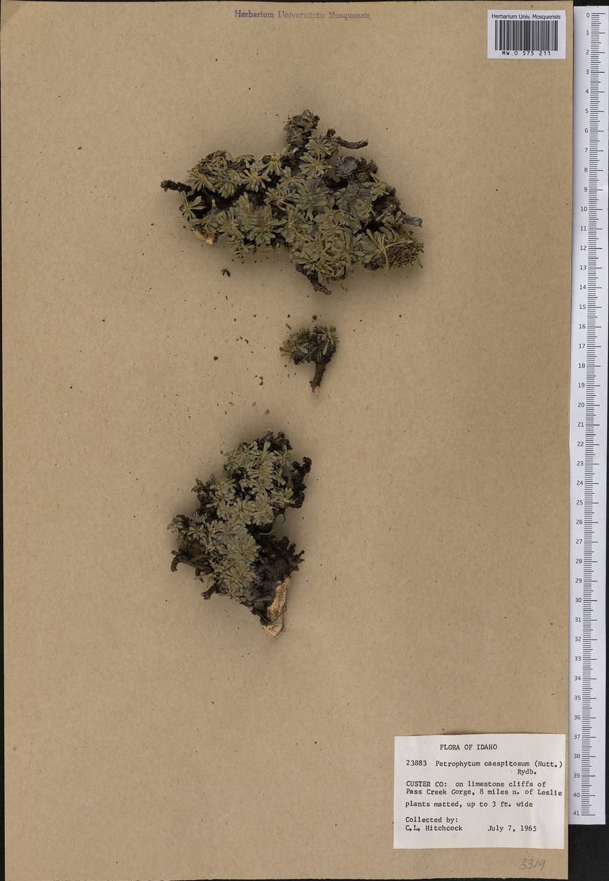 Petrophytum caespitosum (Nutt.) Rydb., Америка (AMER) (США)