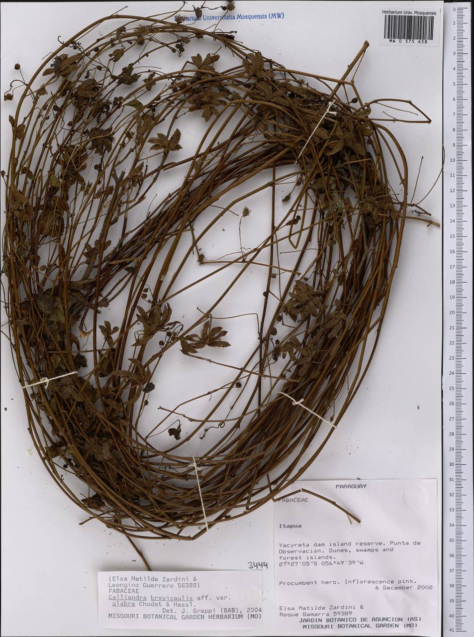 Calliandra brevicaulis var. glabra Chodat & Hassl., Америка (AMER) (Парагвай)