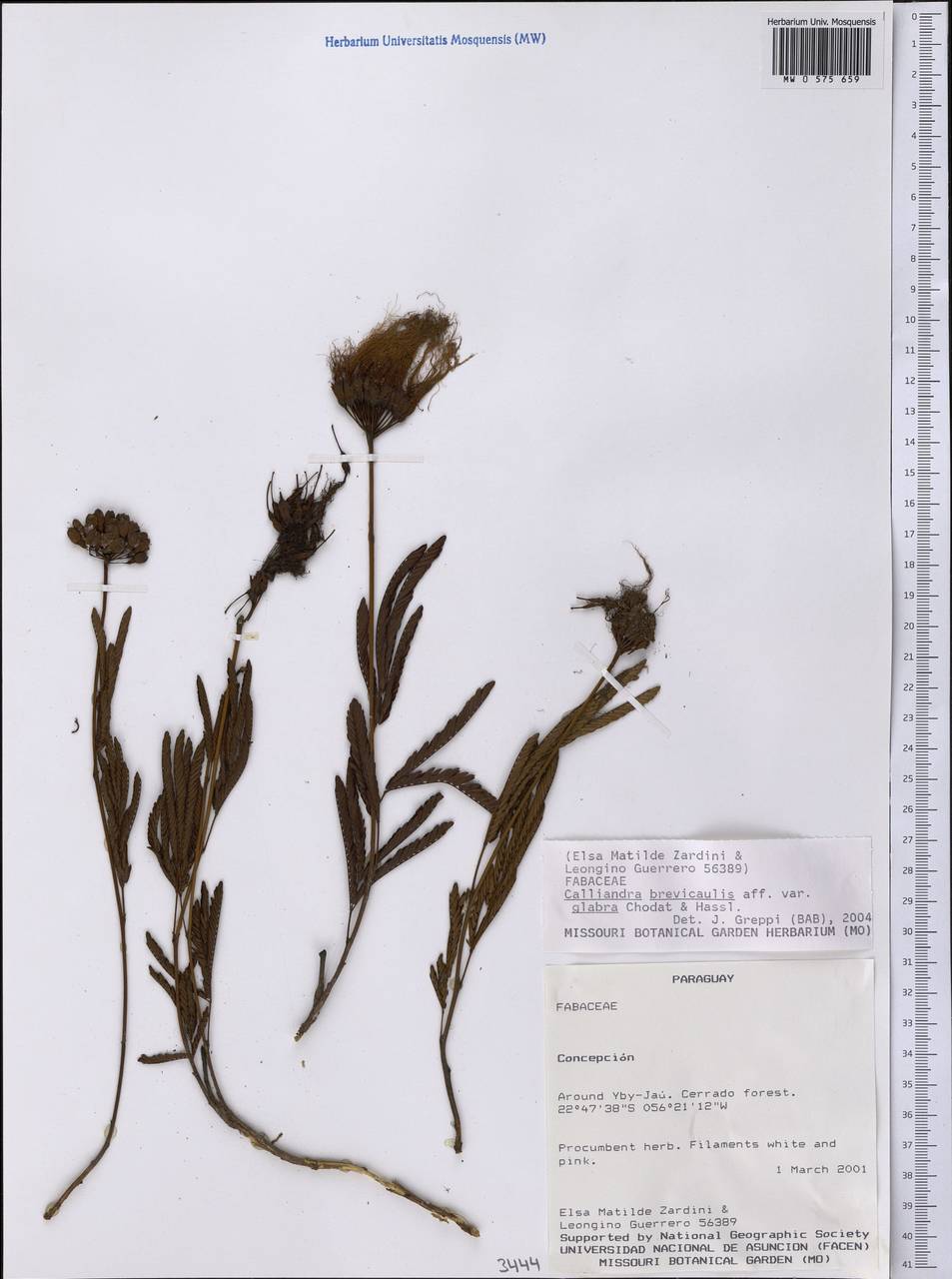 Calliandra brevicaulis var. glabra Chodat & Hassl., Америка (AMER) (Парагвай)