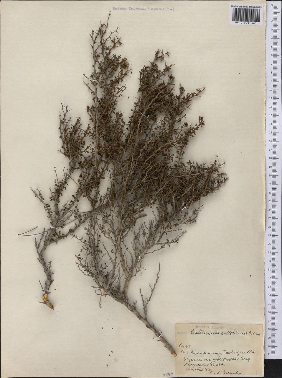 Calliandra colletioides, Америка (AMER) (Куба)