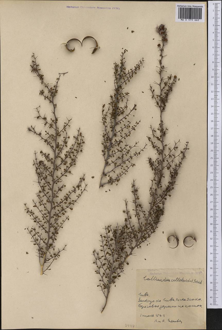 Calliandra colletioides, Америка (AMER) (Куба)