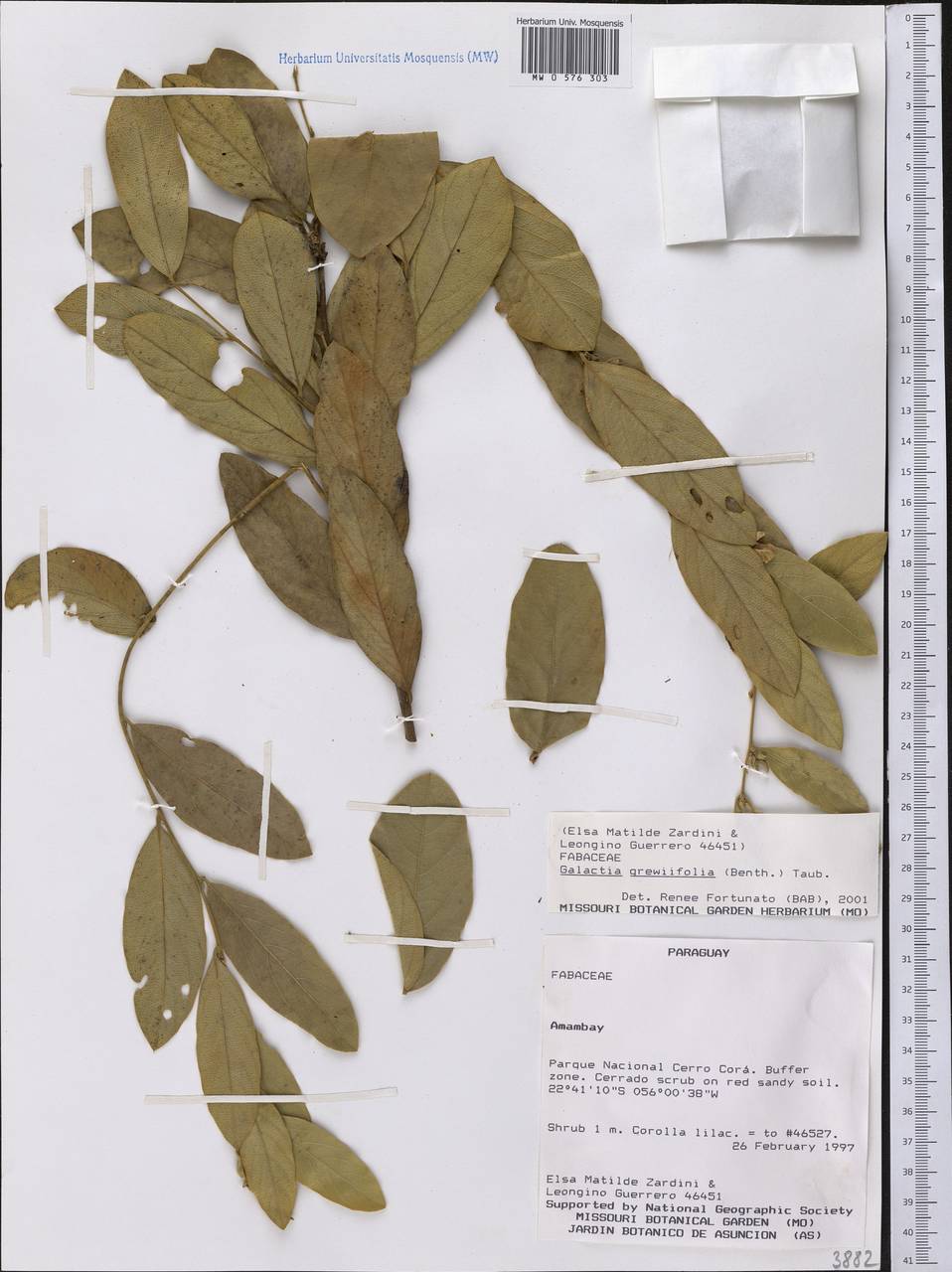 Galactia grewiifolia (Benth.)Taub., Америка (AMER) (Парагвай)