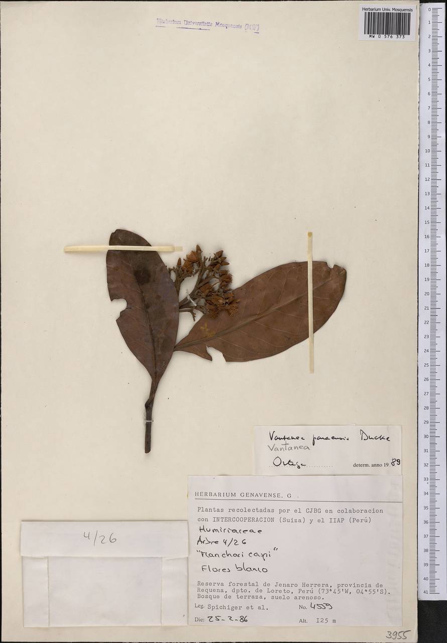 Vantanea paraensis Ducke, Америка (AMER) (Перу)