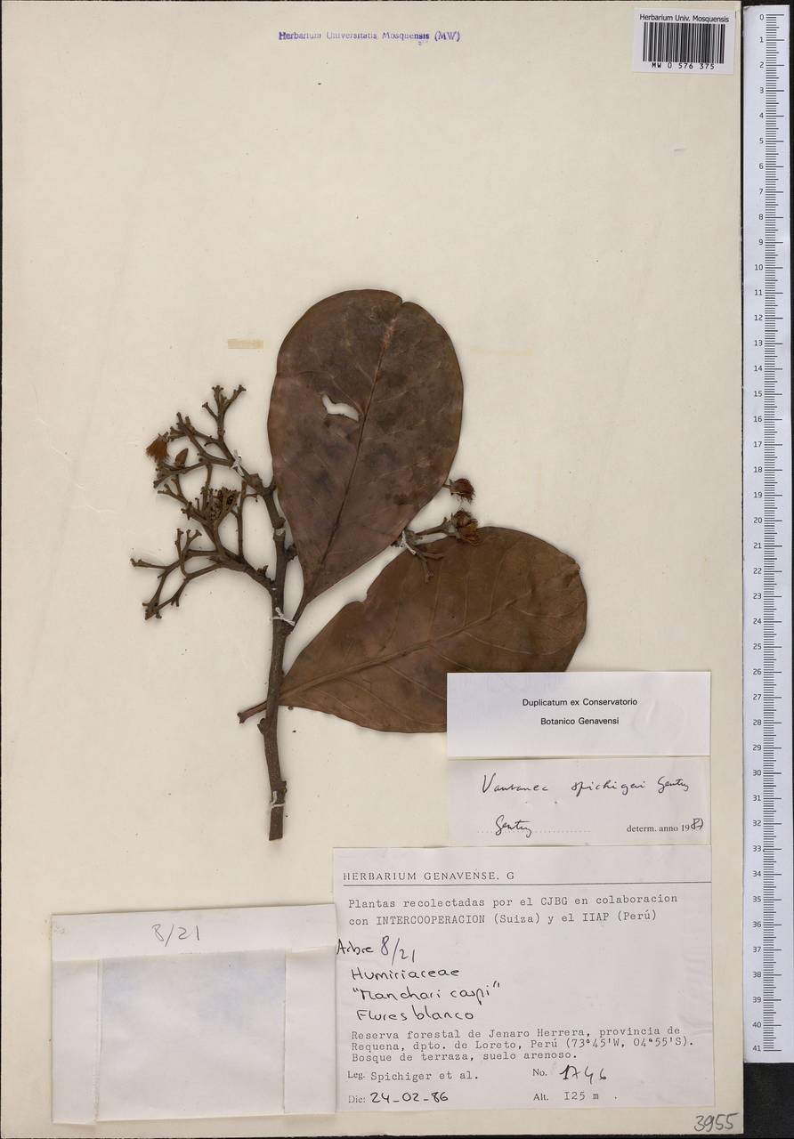 Vantanea spichigeri A.H. Gentry, Америка (AMER) (Перу)