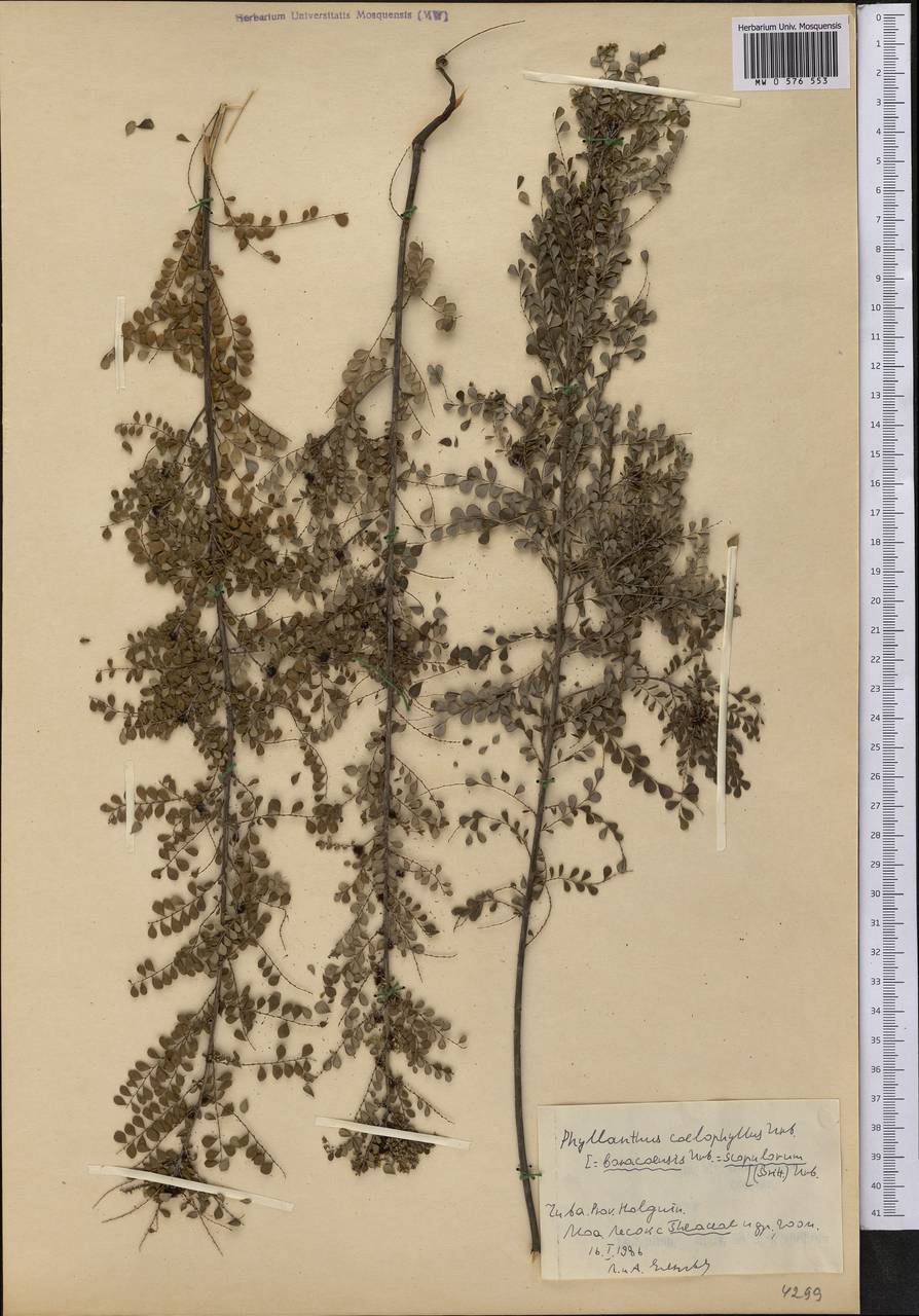 Phyllanthus chamaecristoides subsp. baracoensis (Urb.) G.L.Webster, Америка (AMER) (Куба)