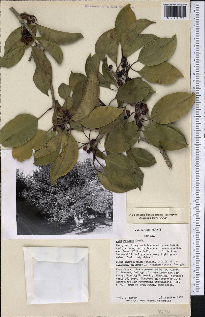 Ilex rotunda Thunb., Америка (AMER) (США)