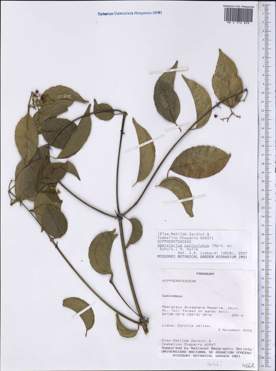 Semialarium paniculatum (Martius ex Schultes) N. Hallé, Америка (AMER) (Парагвай)