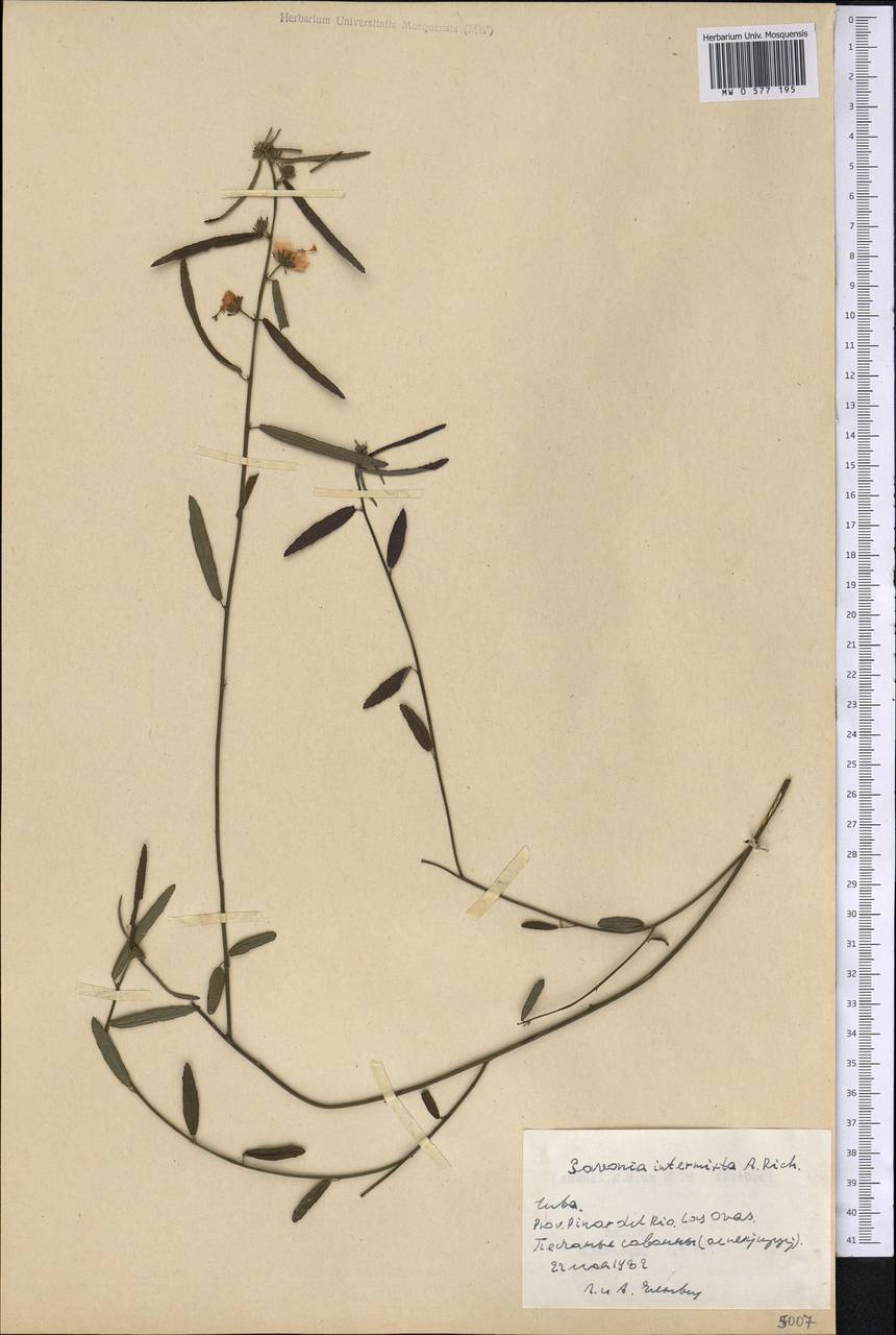 Pavonia intermixta A. Rich., Америка (AMER) (Куба)