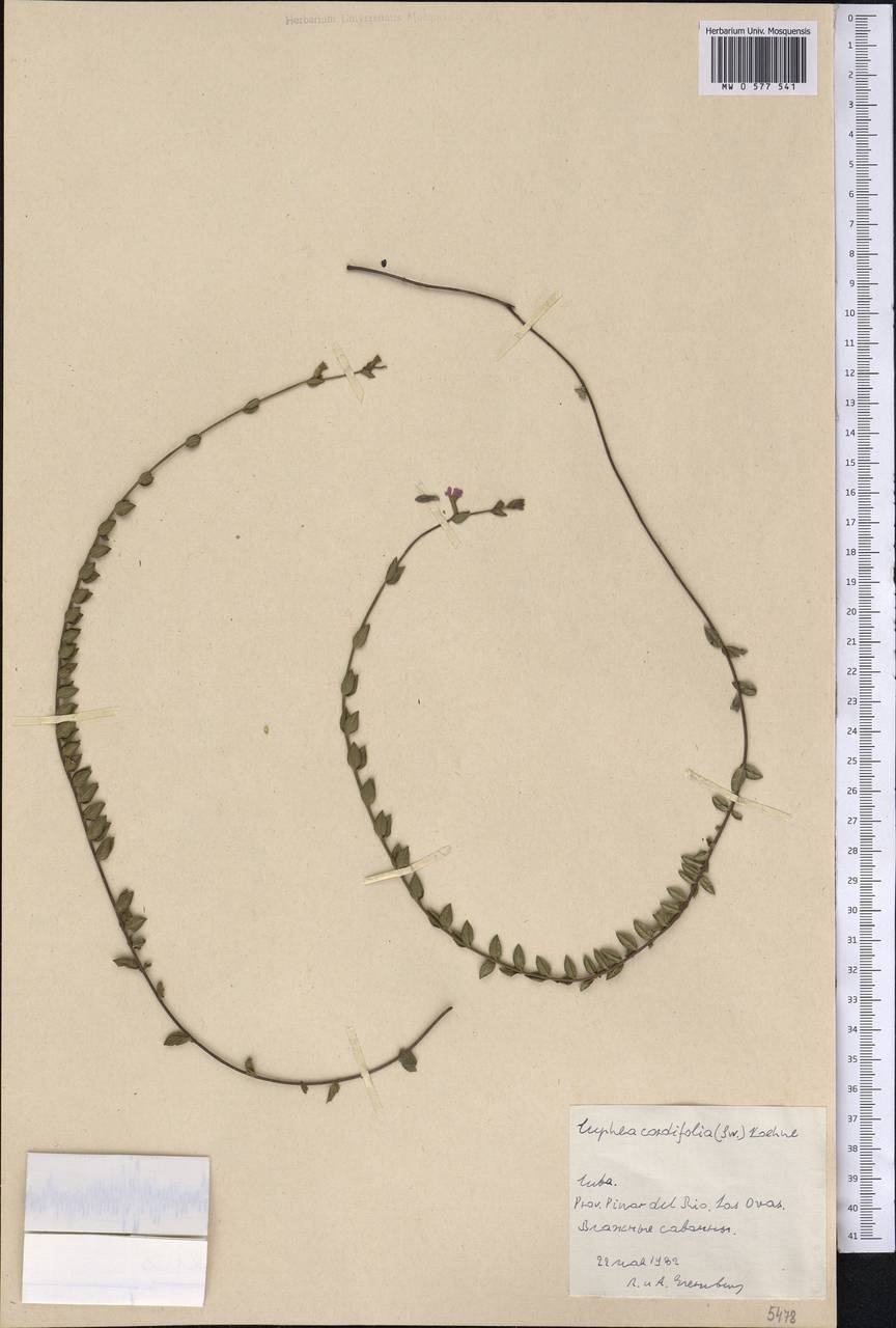 Cuphea melanium (L.) R. Br. ex Steud., Америка (AMER) (Куба)