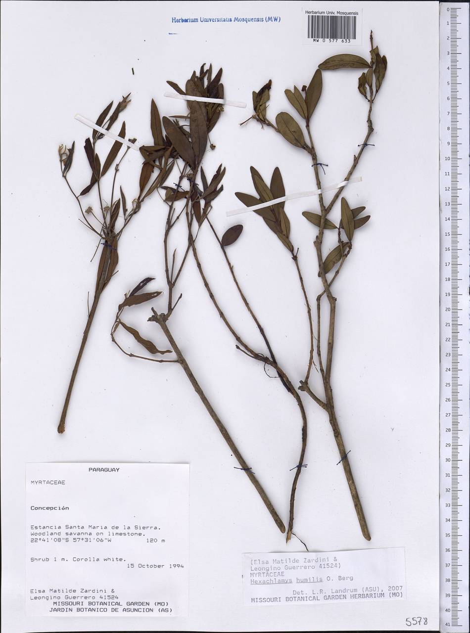 Eugenia anomala D. Legrand, Америка (AMER) (Парагвай)