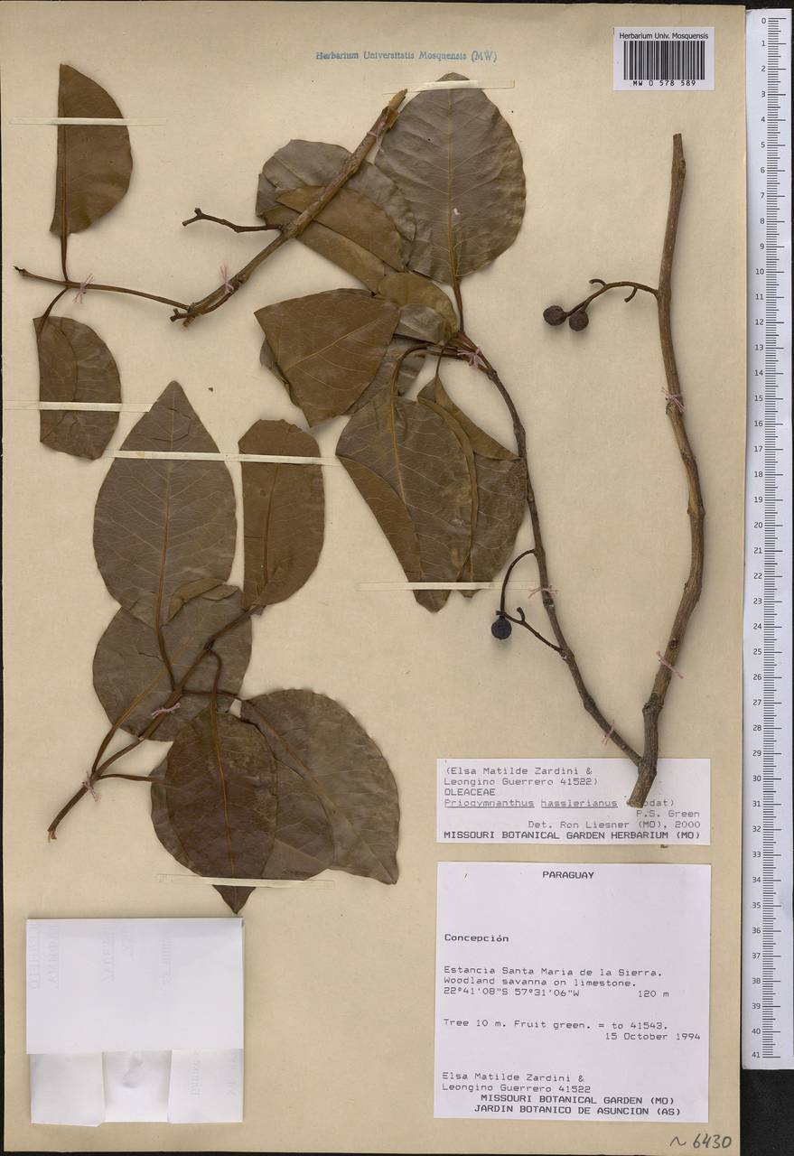 Priogymnanthus hasslerianus (Chodat) P.S.Green, Америка (AMER) (Парагвай)