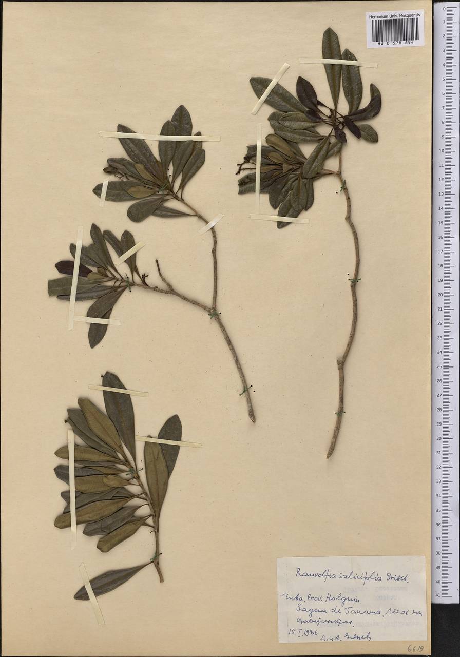 Rauvolfia salicifolia Griseb., Америка (AMER) (Куба)