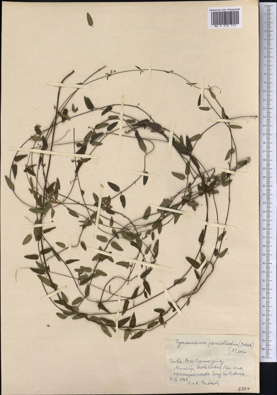 Metastelma penicillatum Griseb., Америка (AMER) (Куба)