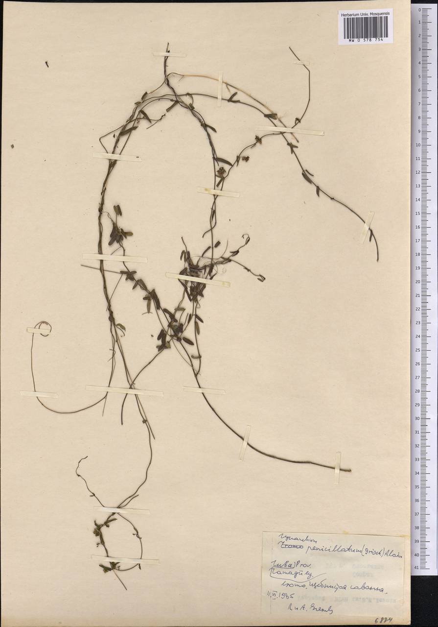 Metastelma penicillatum Griseb., Америка (AMER) (Куба)