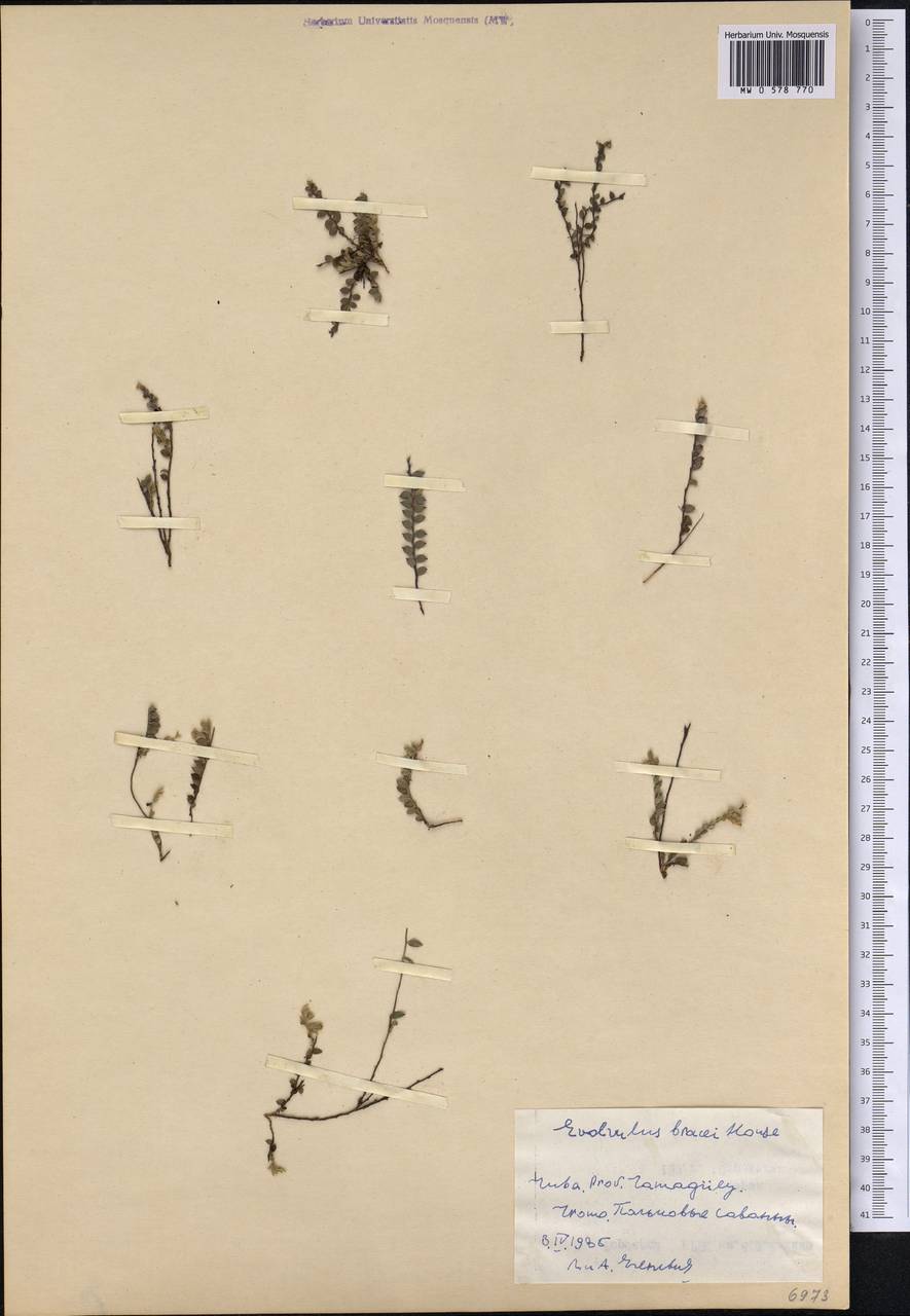 Evolvulus bracei House, Америка (AMER) (Куба)