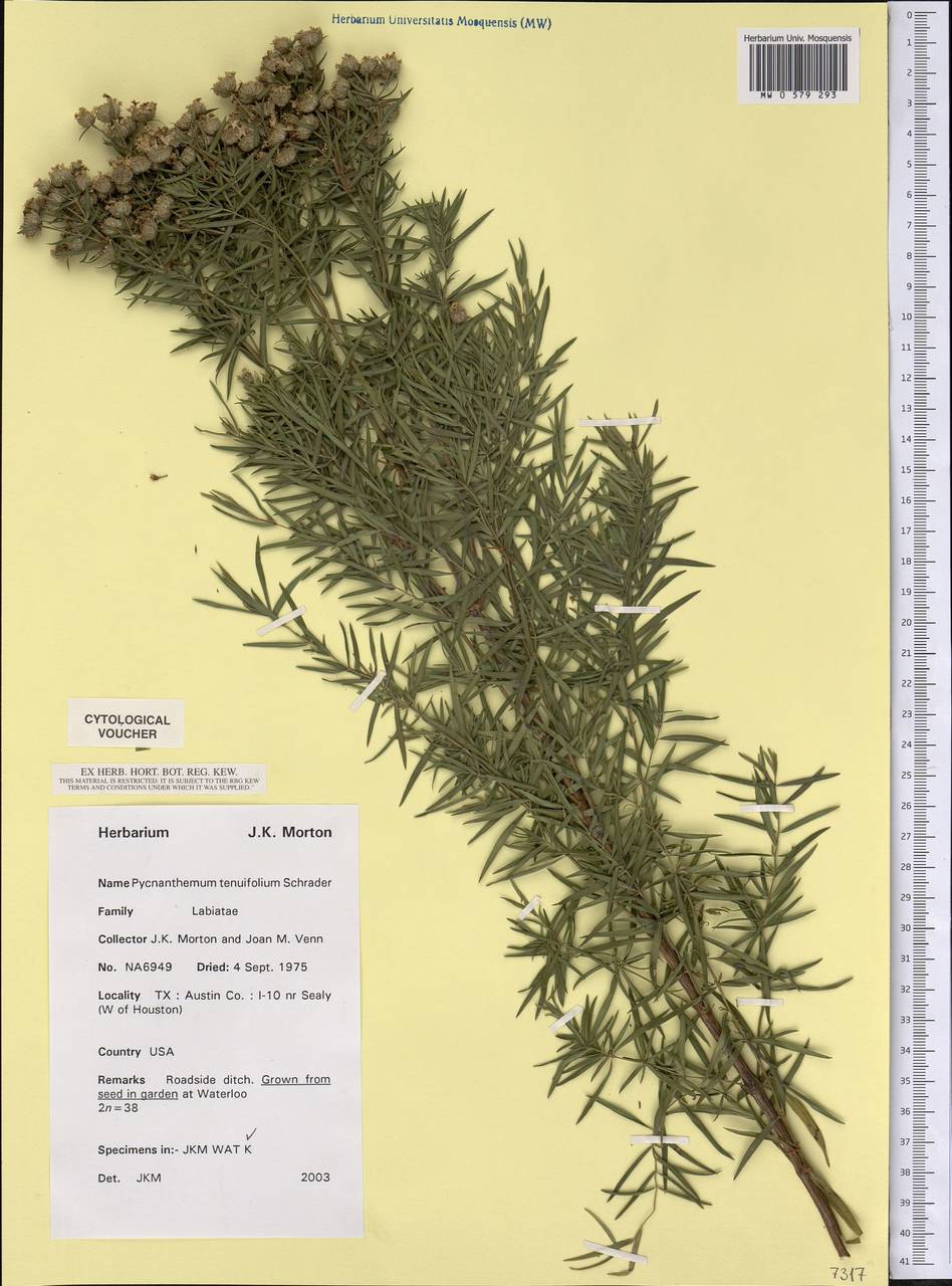 Pycnanthemum tenuifolium Schrad., Америка (AMER) (США)