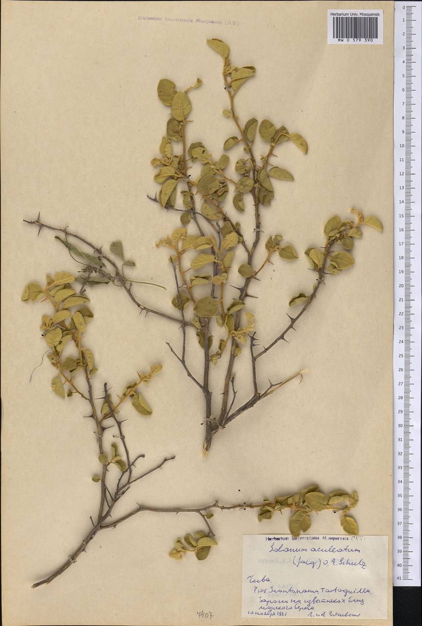 Solanum tetramerum Dunal & A. DC., Америка (AMER) (Куба)