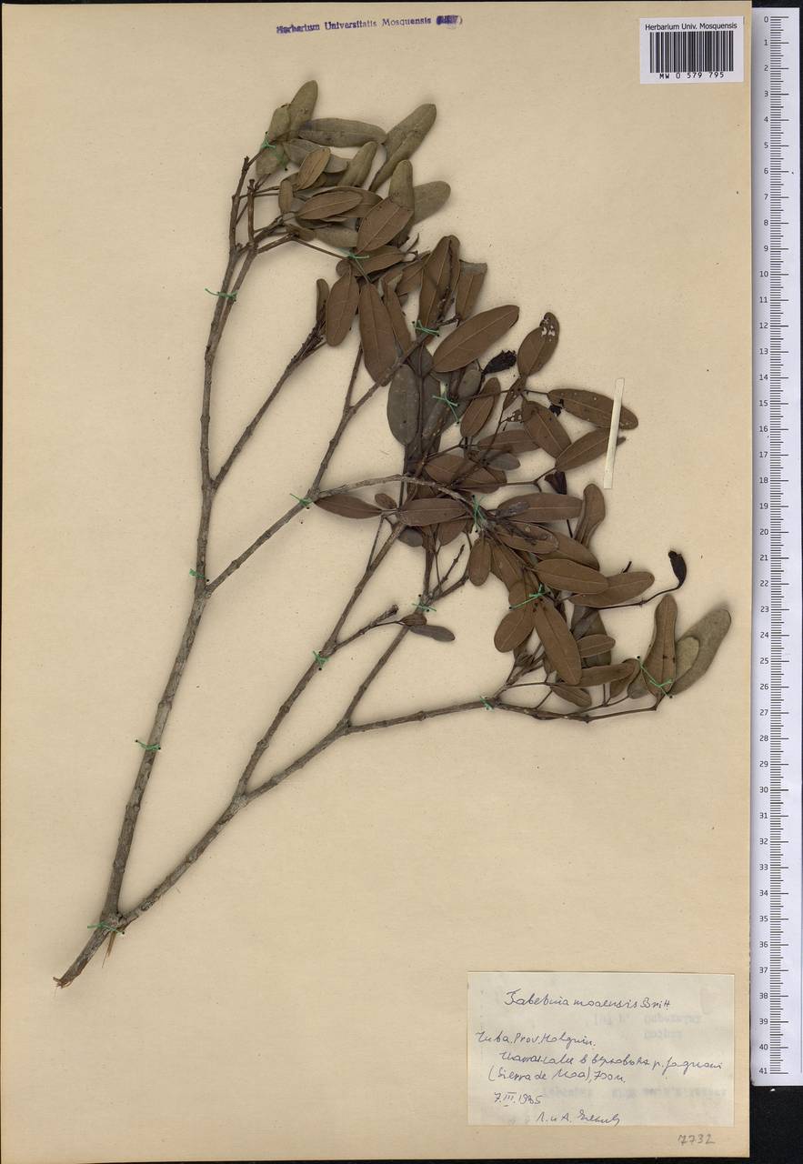 Tabebuia moaensis Briitton, Америка (AMER) (Куба)