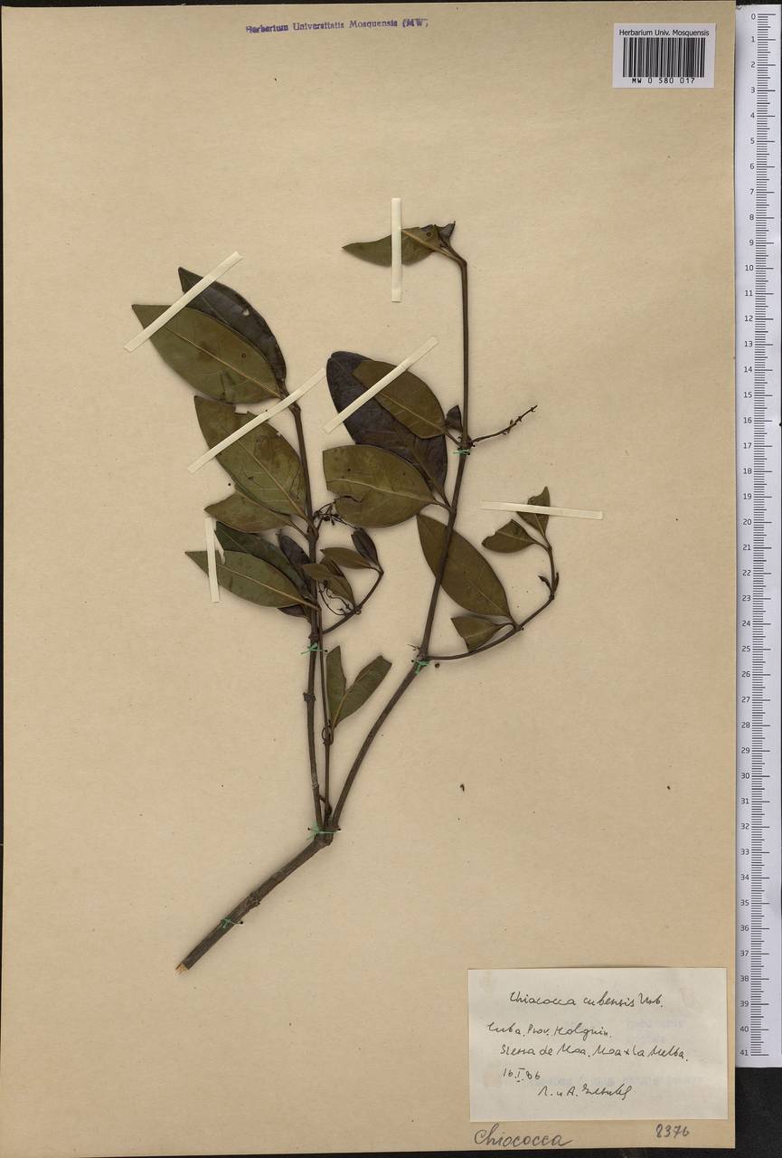 Ramonadoxa cubensis (Urb.) Paudyal & Delprete, Америка (AMER) (Куба)