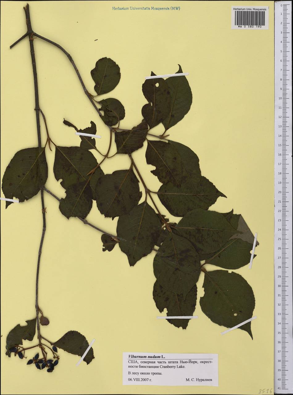 Viburnum nudum, Америка (AMER) (США)