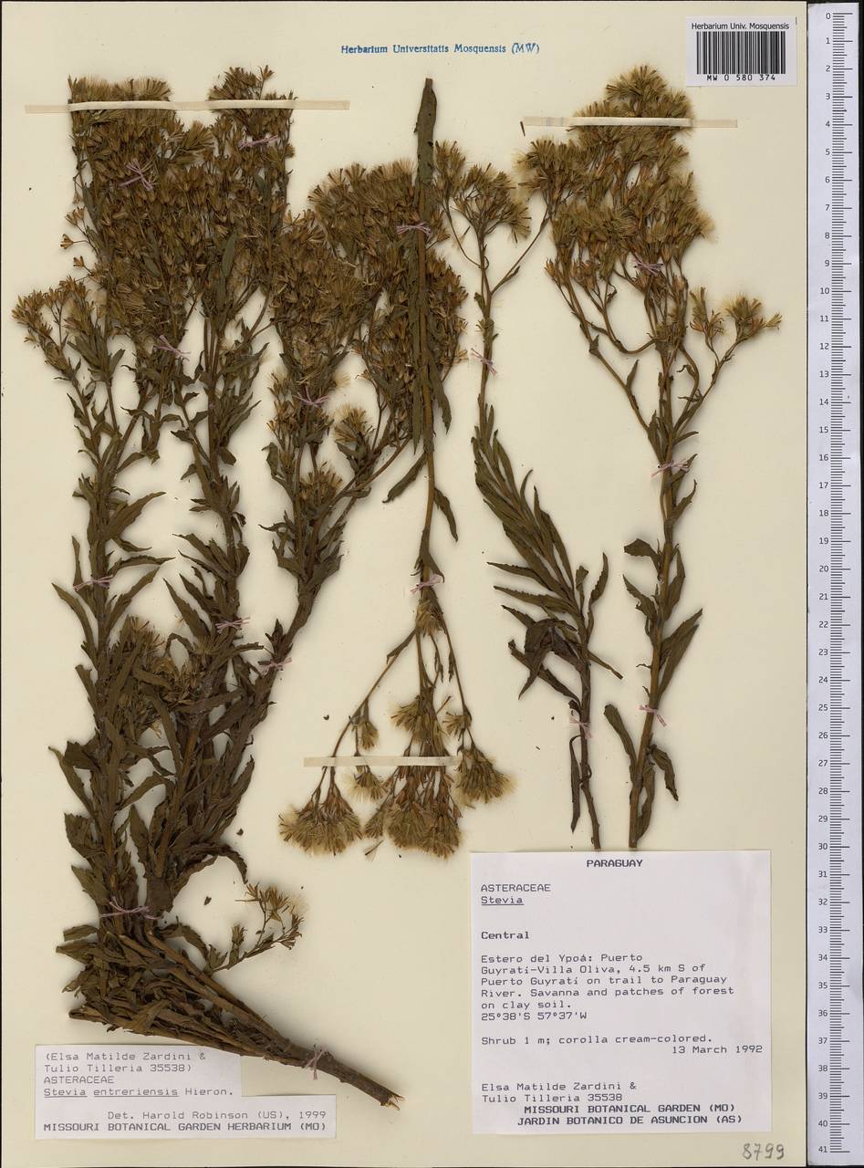 Stevia entreriensis Hieron., Америка (AMER) (Парагвай)