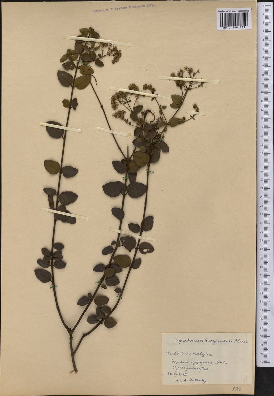 Koanophyllon turquiensis (Alain) Borhidi, Америка (AMER) (Куба)