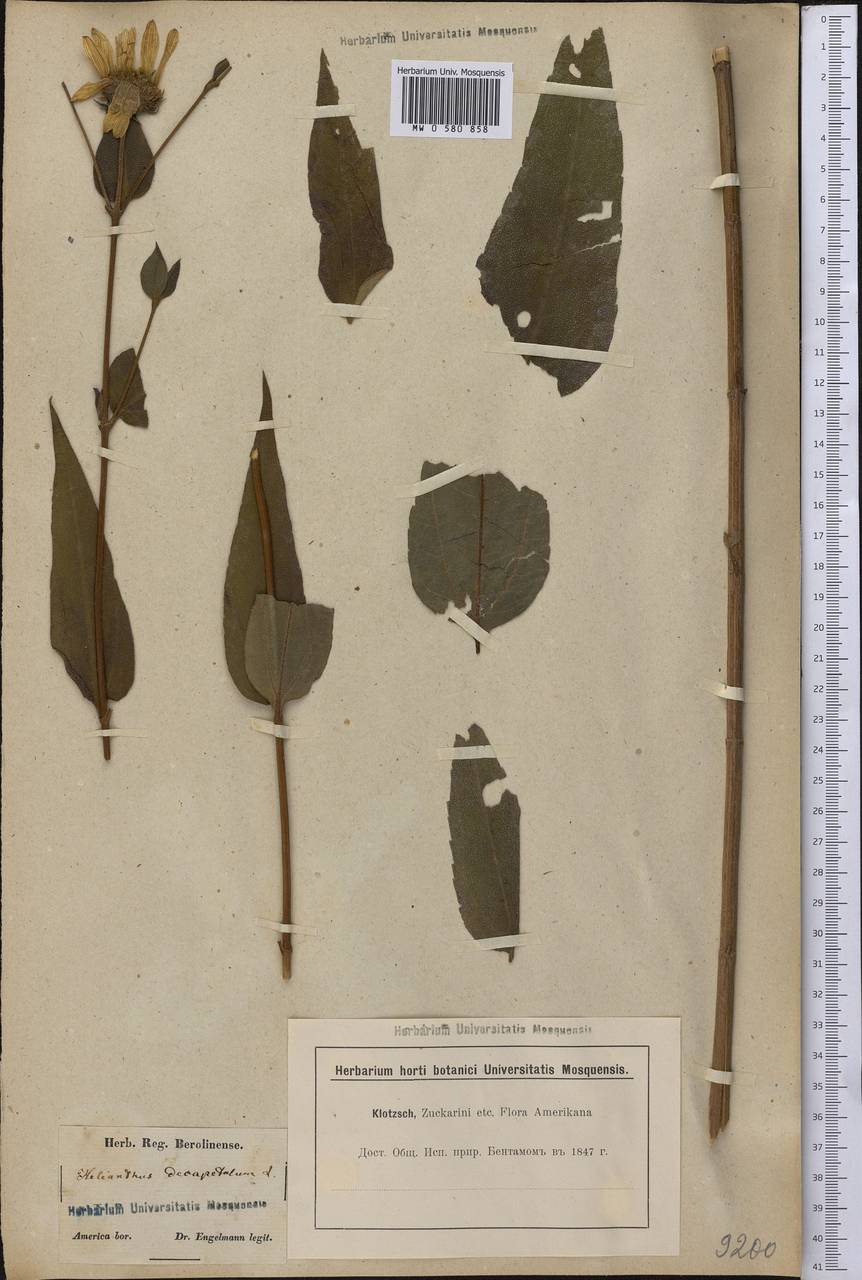 Helianthus decapetalus L., Америка (AMER) (США)