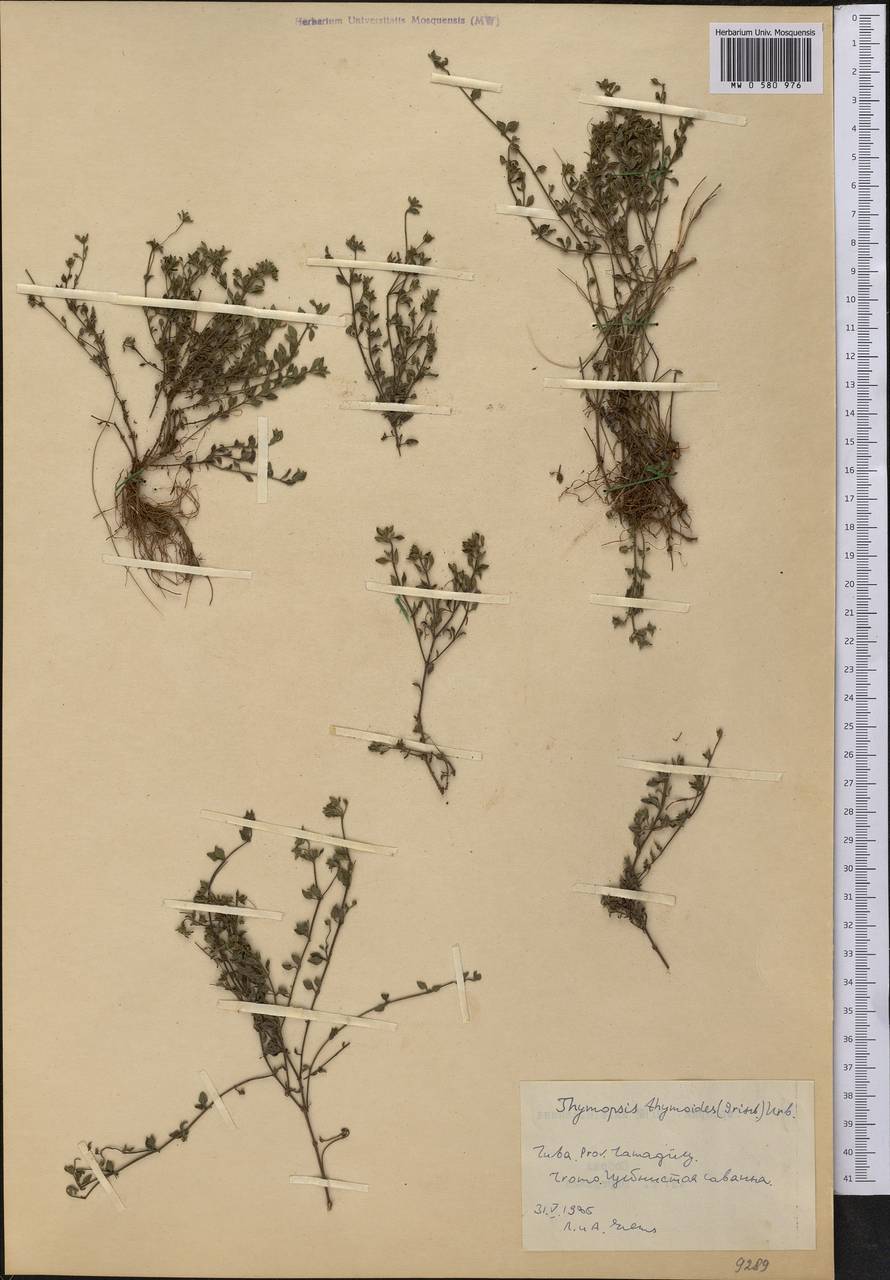 Thymopsis thymoides (Britt. & Millsp.) Alain, Америка (AMER) (Куба)