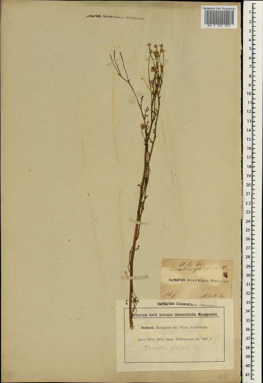 Oncosiphon piluliferum (L. fil.) M. Källersjö, Африка (AFR) (ЮАР)