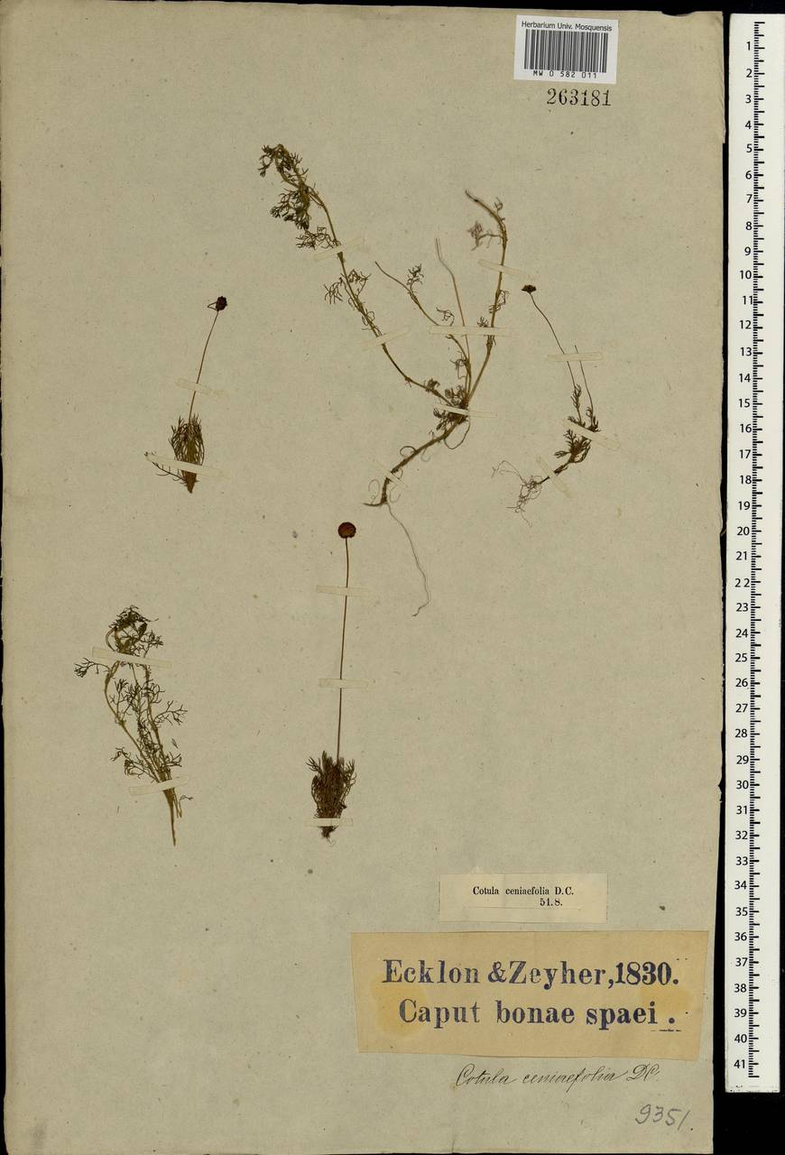 Cotula ceniifolia DC., Африка (AFR) (ЮАР)