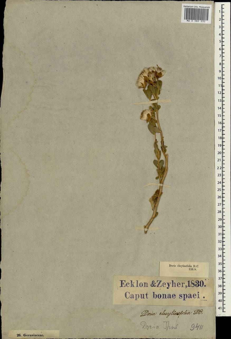 Hertia cluytiifolia (DC.) Kuntze, Африка (AFR) (ЮАР)