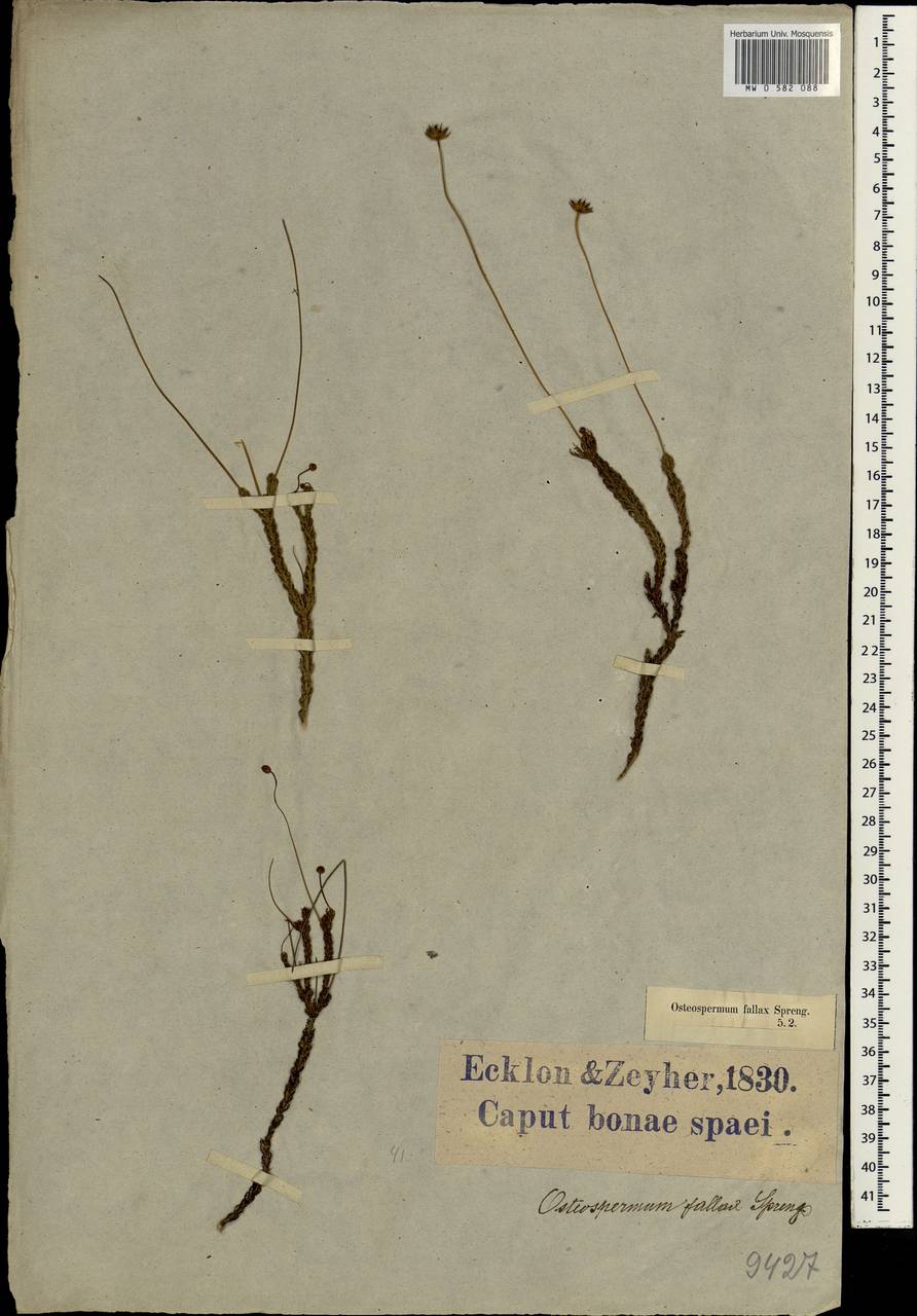 Euryops munitus (L.f.) B.Nord., Африка (AFR) (ЮАР)