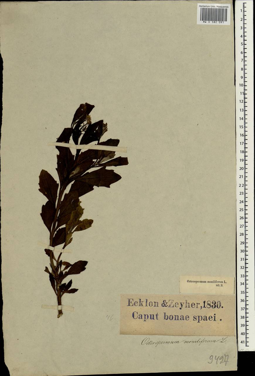 Chrysanthemoides monilifera (L.) Norl., Африка (AFR) (ЮАР)