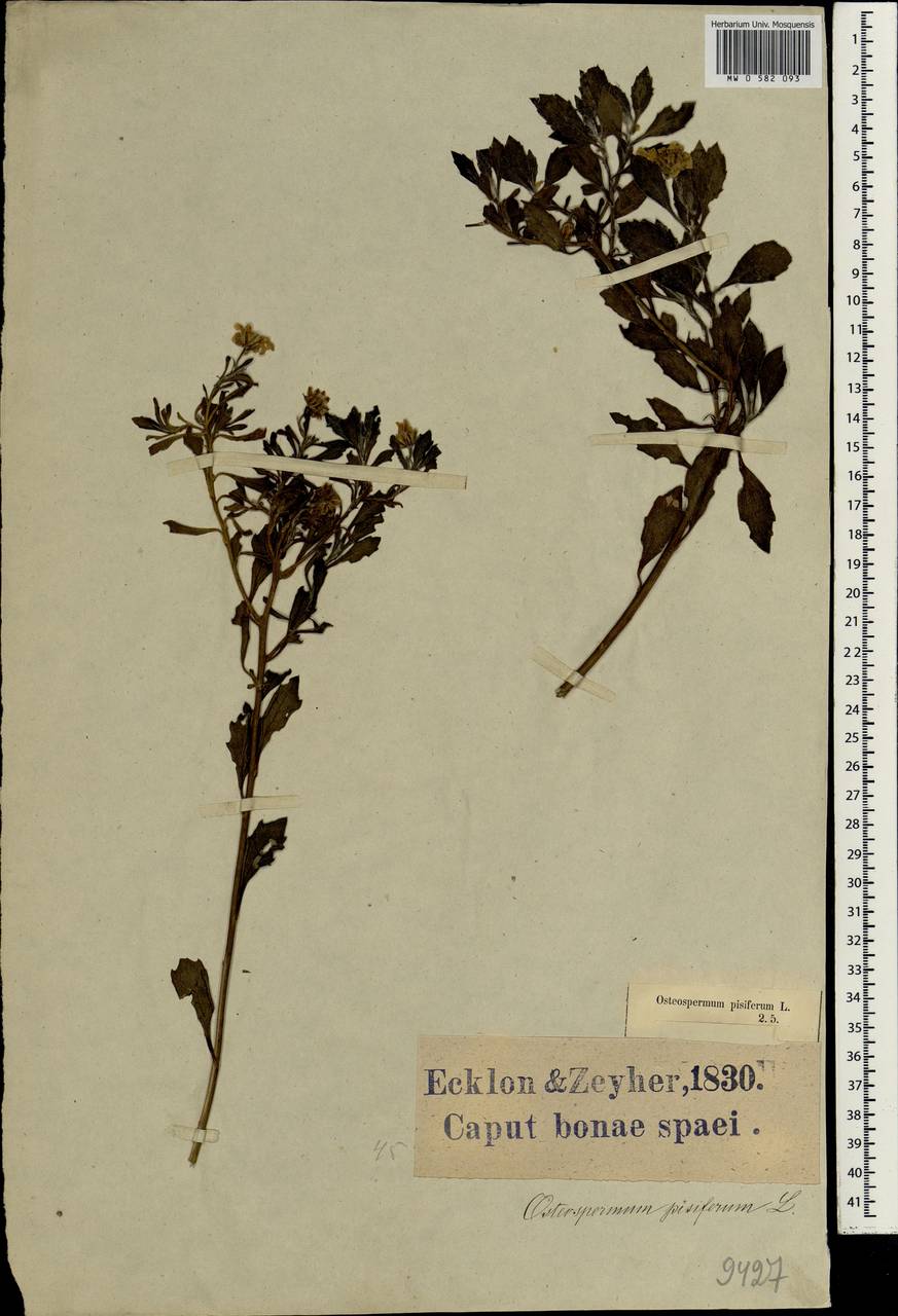 Chrysanthemoides monilifera subsp. pisifera (L.) Norl., Африка (AFR) (ЮАР)