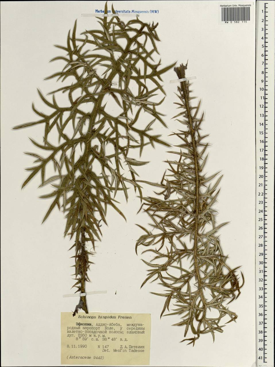 Echinops hispidus Fresen., Африка (AFR) (Эфиопия)