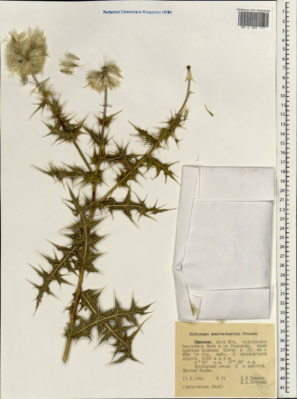 Echinops macrochaetus Fresen., Африка (AFR) (Эфиопия)