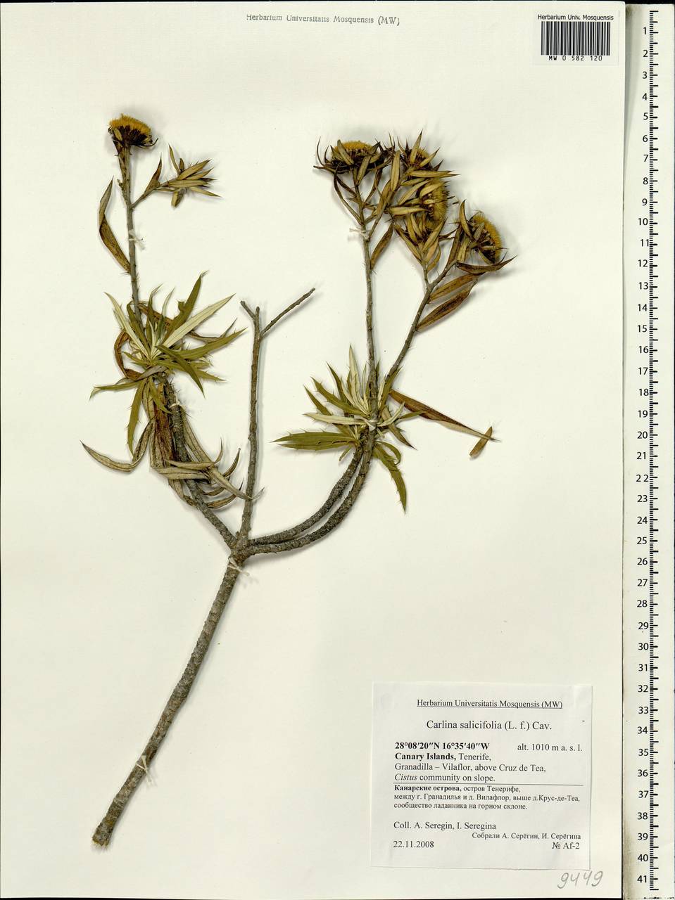 Carlina salicifolia (L. fil.) Cav., Африка (AFR) (Испания)