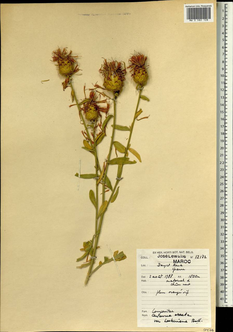Centaurea ornata Willd., Африка (AFR) (Марокко)