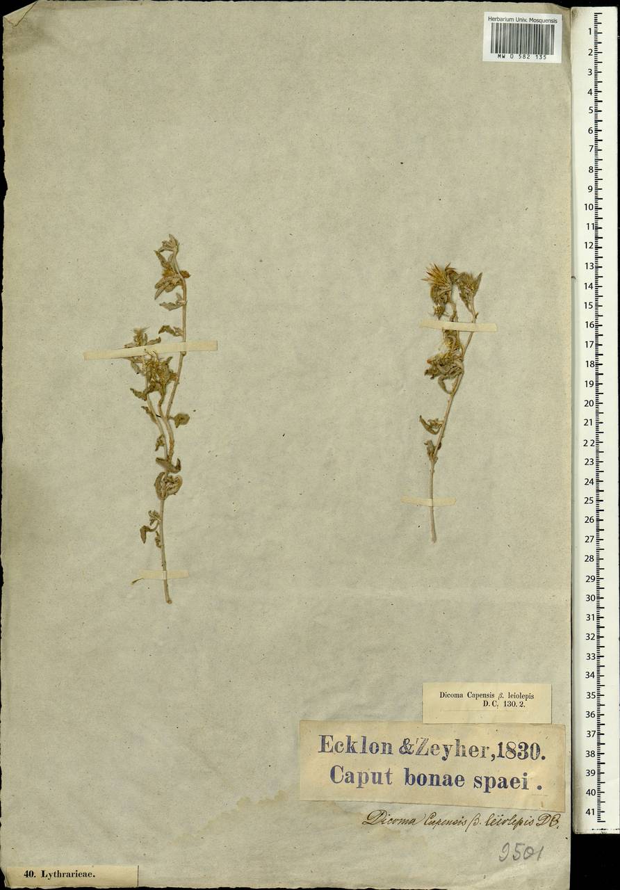 Dicoma capensis Less., Африка (AFR) (ЮАР)