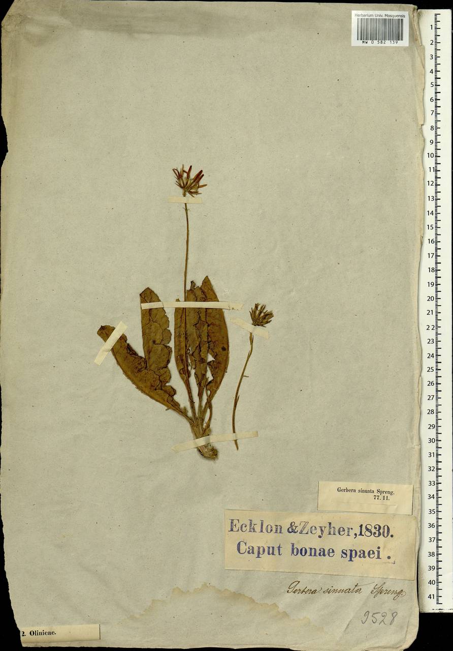 Gerbera crocea (L.) Kuntze, Африка (AFR) (ЮАР)